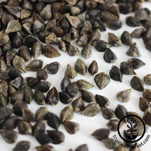 Load image into Gallery viewer, Buckwheat (organic) - Microgreens Seeds