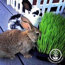 Load image into Gallery viewer, Dog & Cat Pet Grass Kit