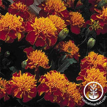 Load image into Gallery viewer, Marigold Seeds - Janie Series