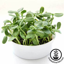 Load image into Gallery viewer, Mini Microgreens Growing Kits