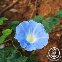Load image into Gallery viewer, Fast & Easy Bilingual Flower Seed Collection