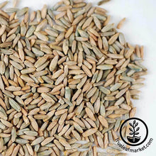Load image into Gallery viewer, Rye - Winter (organic) - Sprouting Seeds
