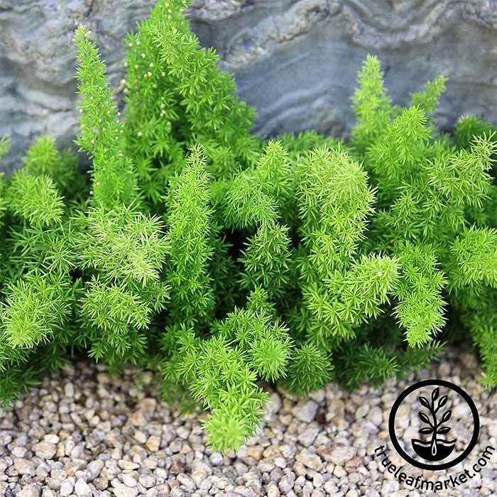 Asparagus Fern Seeds - Meyerii – Peakdesign6743.com