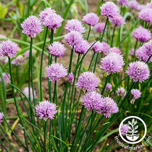 Load image into Gallery viewer, Easy &amp; Delicious Bilingual Herb Seed Collection
