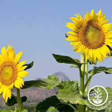 Load image into Gallery viewer, Fast &amp; Easy Bilingual Flower Seed Collection
